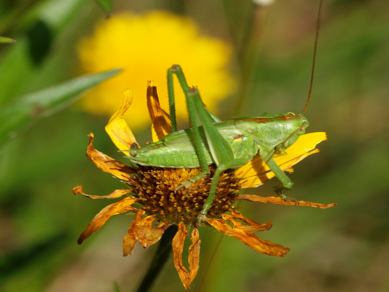 Tettigonidae (Tettigonia cantans?)